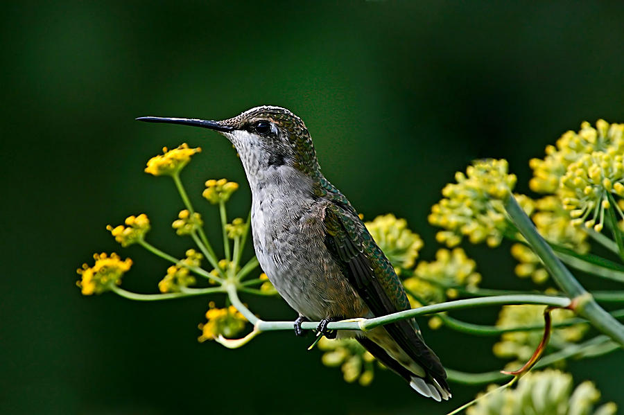 Hummingbird Photograph - Ruby Throated Hummingbird 1 by John Absher
