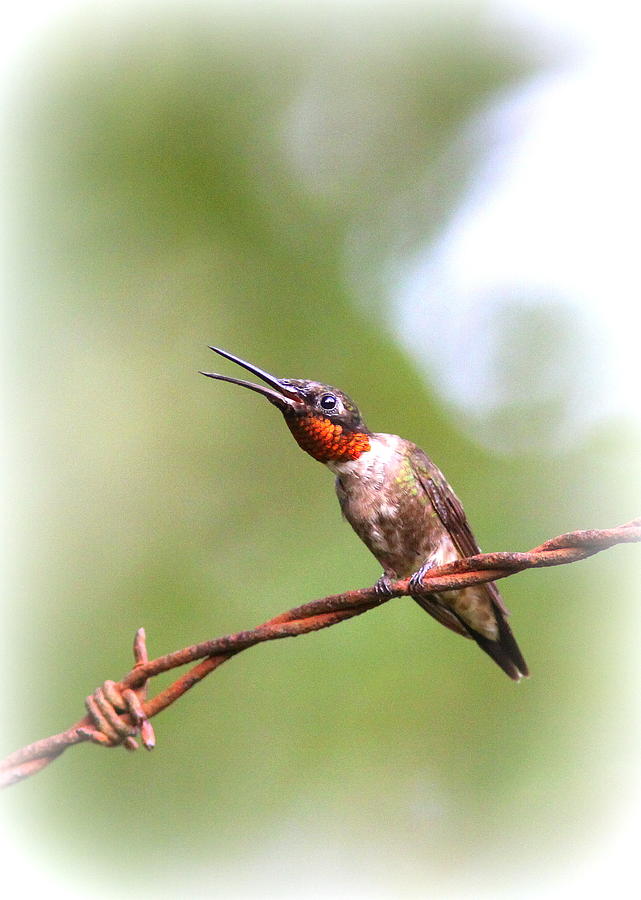 Ruby-throated Hummingbird 9196-002 Photograph by Travis Truelove