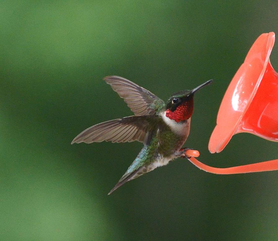 Ruby-Throated Hummingbird Photograph by Amy Porter
