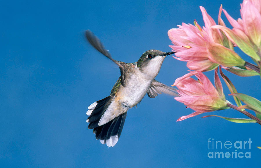 Ruby-throated Hummingbird Photograph by Anthony Mercieca