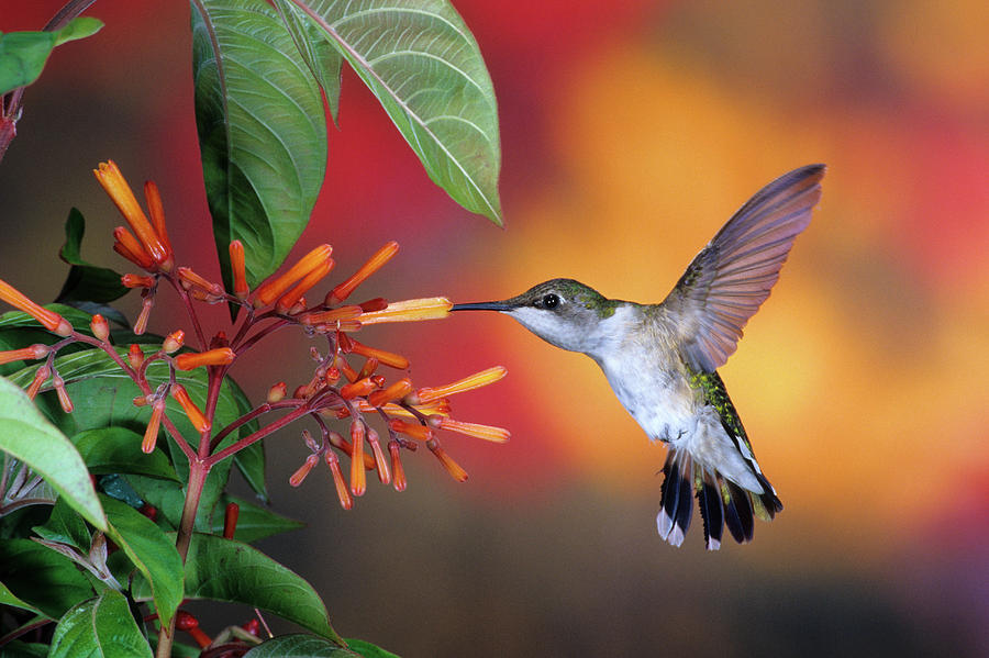 Ruby-throated Hummingbird Archilochus Photograph by Panoramic Images