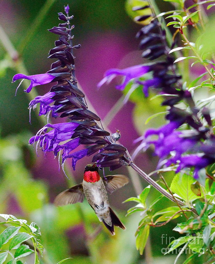 Hummingbirds - Ruby Throated Hummingbird Arrives at Salvia Photograph by Wayne Nielsen