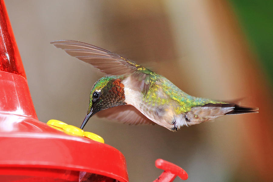 Ruby Throated Hummingbird Photograph by Barbara West