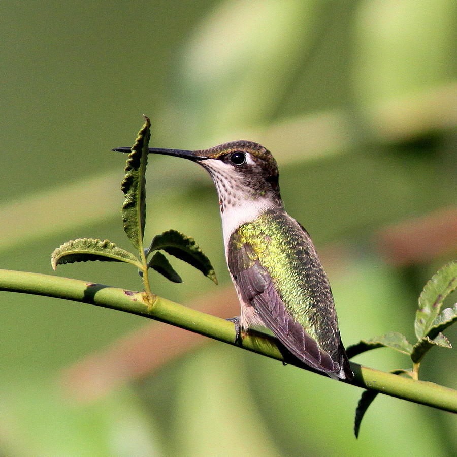 Ruby-throated Hummingbird - Behind the Leaf Photograph by Travis Truelove