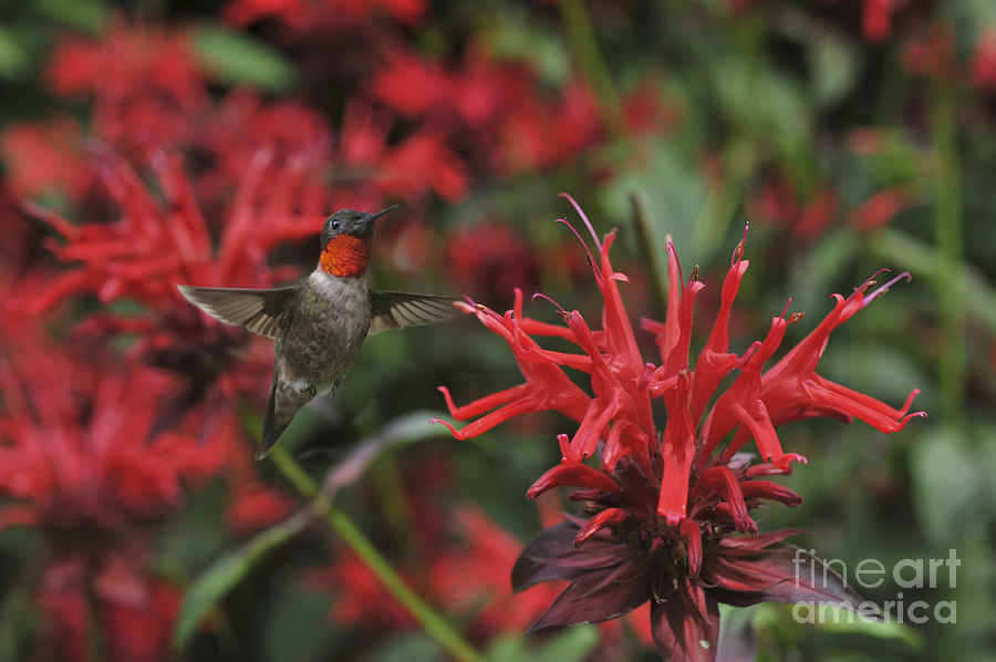Ruby throated hummingbird beside cardinal plants Photograph by Dan Friend
