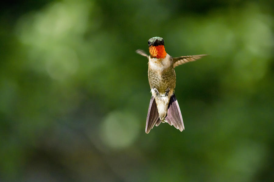 Bird Photograph - Ruby Throated Hummingbird by Brian Grzelewski Bird Photograph - Ruby Throated Hummingbird by Brian Grzelewski