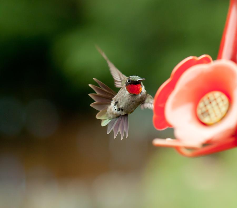 Ruby Throated Hummingbird Photograph by Brian MacLean