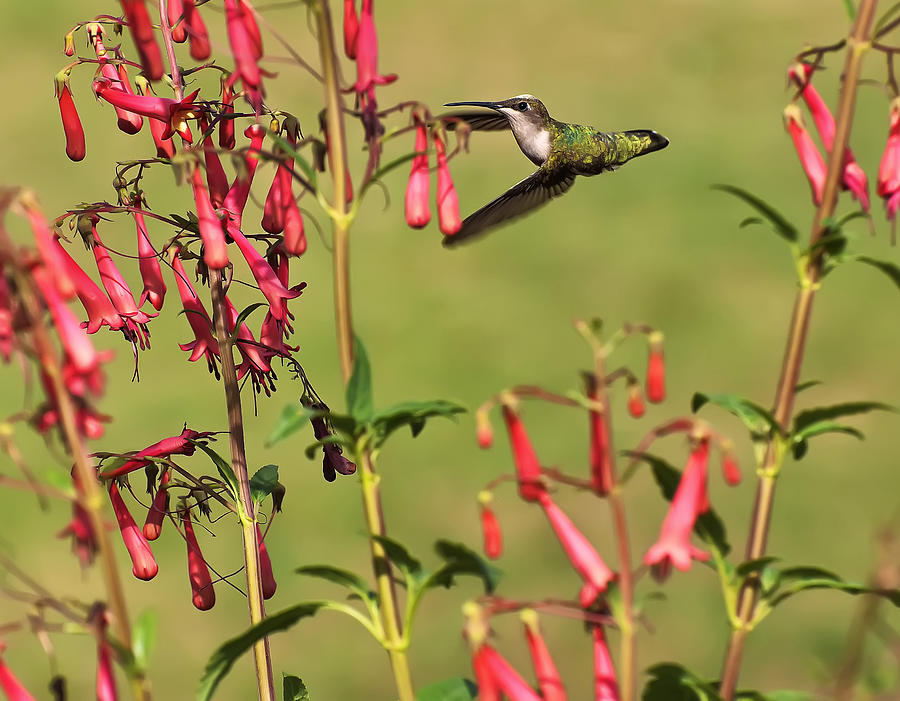 Ruby Throated Hummingbird Photograph by Flees Photos