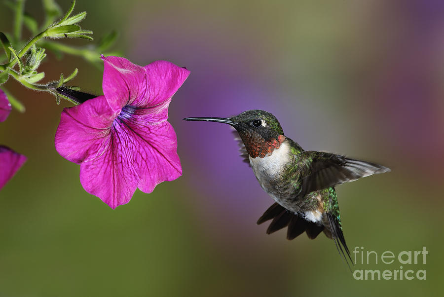 Hummingbird Photograph - Ruby-throated Hummingbird - D004190 by Daniel Dempster
