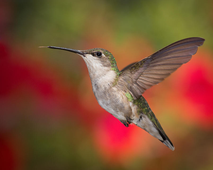 Ruby Throated Hummingbird Photograph by Dale Kincaid