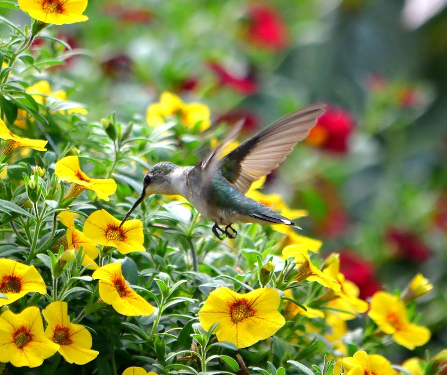 Ruby Throated Hummingbird Photograph by Deena Stoddard