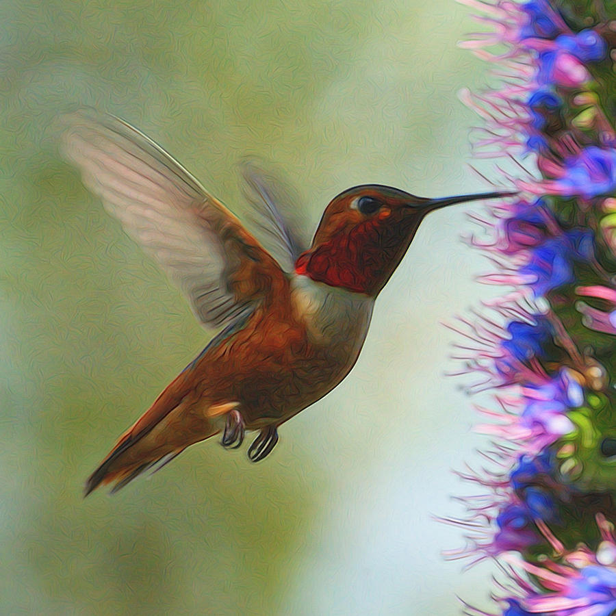 Ruby Throated Hummingbird Digital Art Digital Art by Ernest Echols