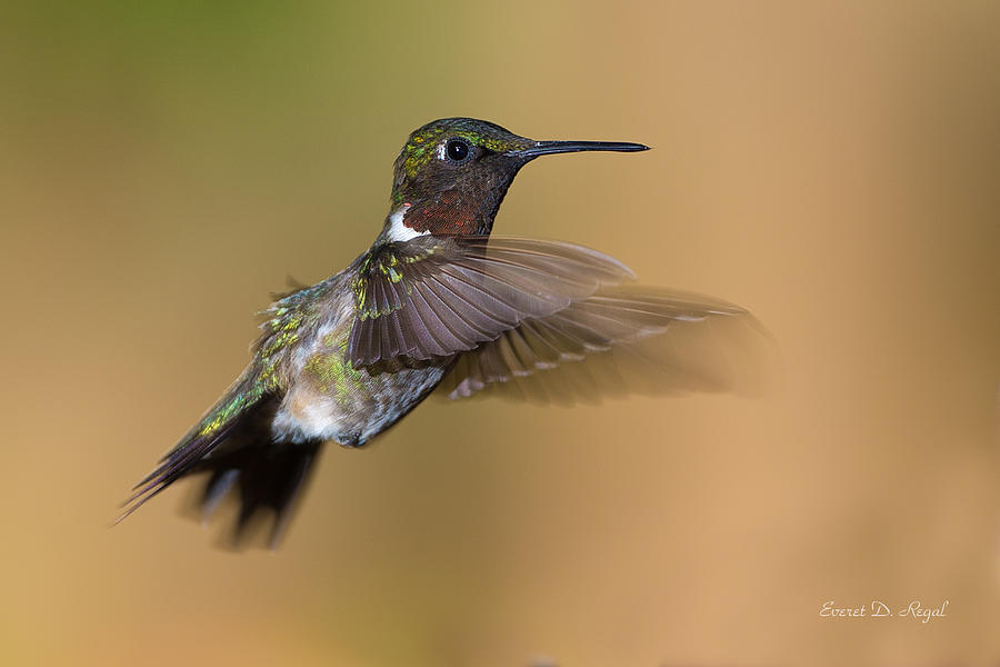 Hummingbird Photograph - Ruby-throated Hummingbird by Everet Regal