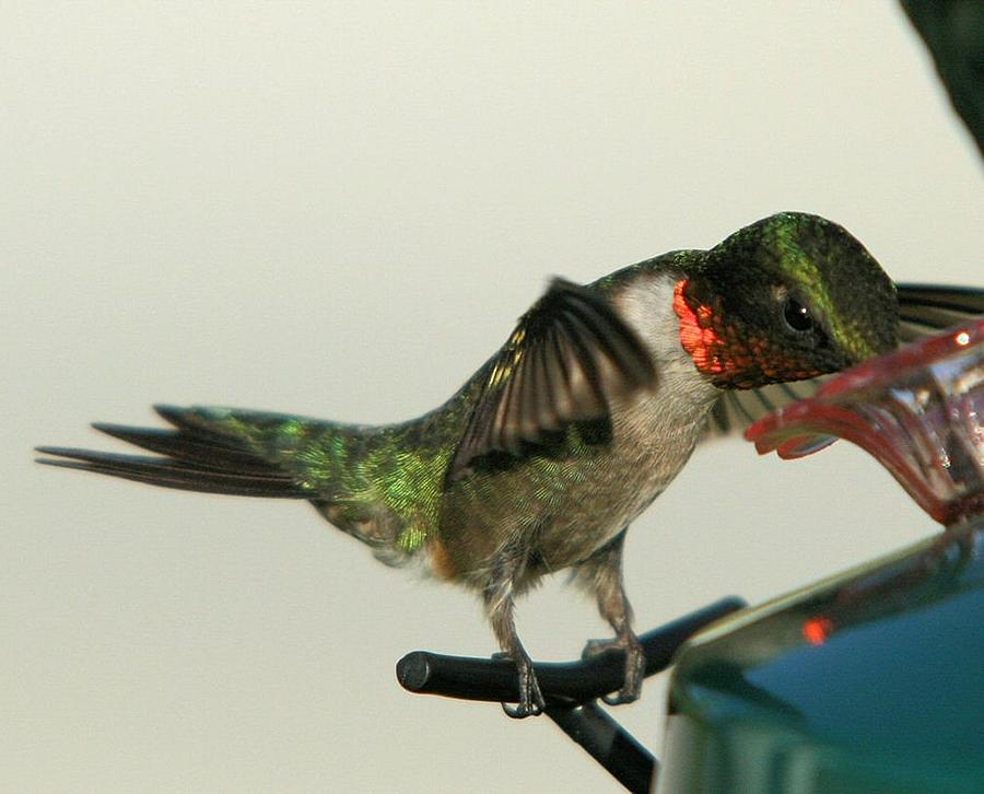 Ruby Throated Hummingbird Feeding Photograph by John Dart