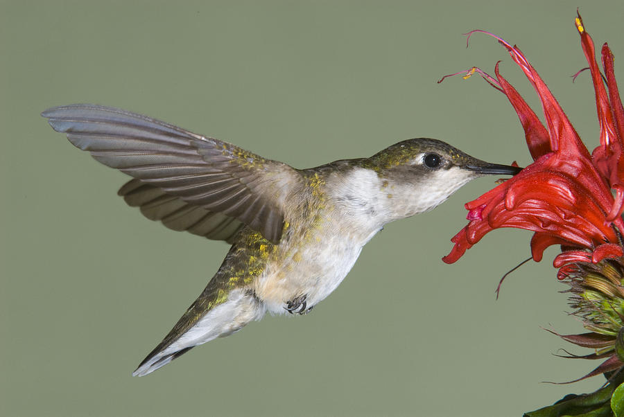 Ruby-throated Hummingbird Feeding Photograph by Steve Gettle