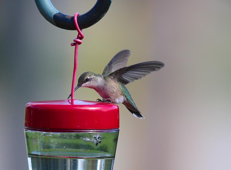 Ruby-Throated Hummingbird Female Photograph by John Dart