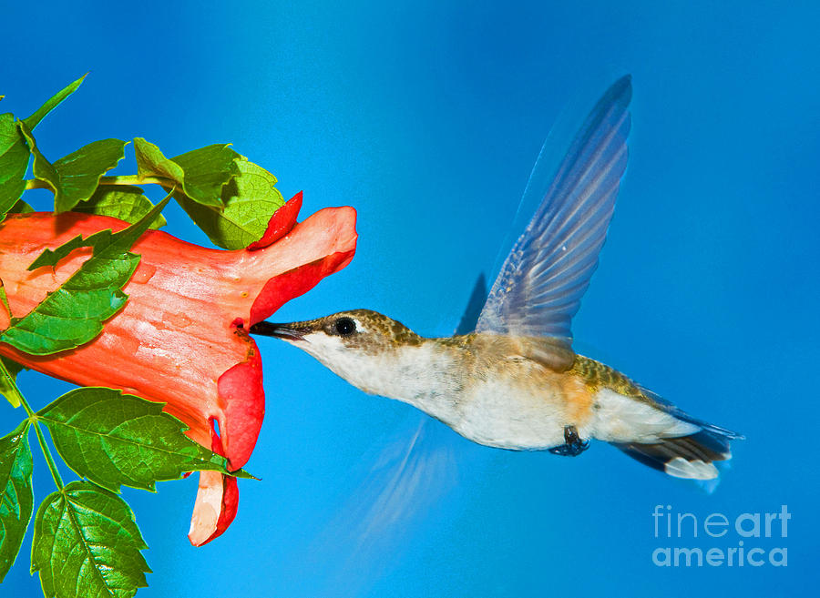 Ruby Throated Hummingbird Female Photograph by Millard H. Sharp