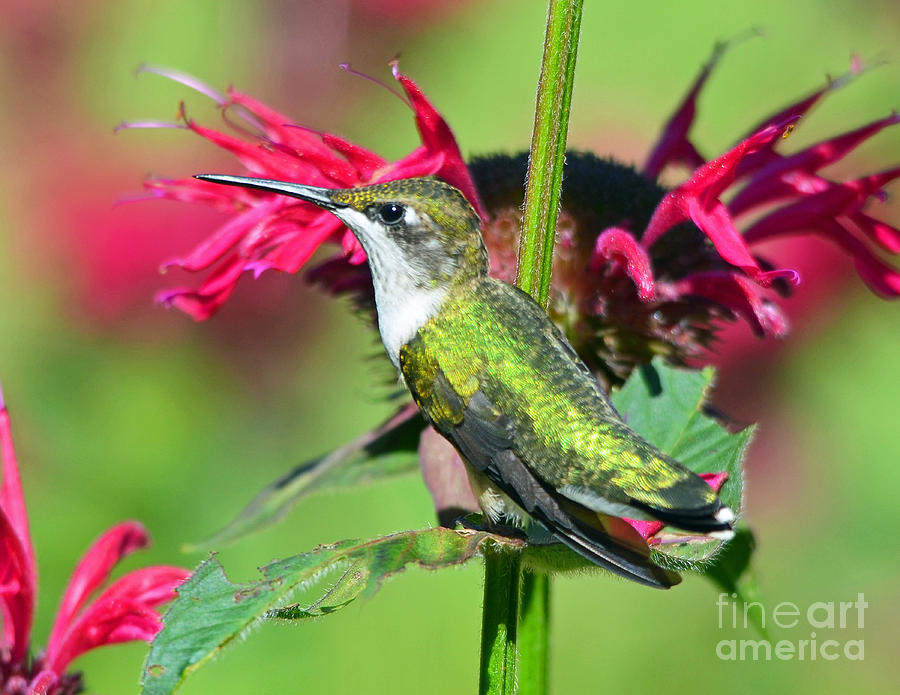 Ruby Throated Hummingbird Female Photograph by Rodney Campbell