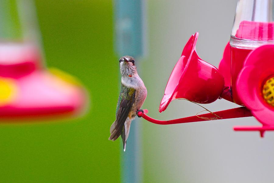 Ruby-Throated Hummingbird Female Smile Photograph by John Dart