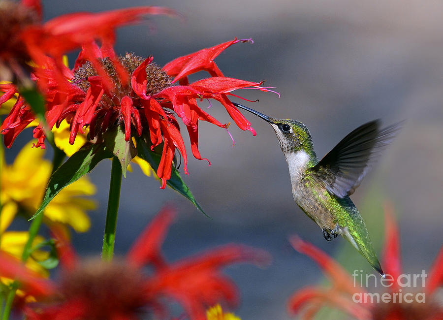 Ruby Throated Hummingbird in a Flower Garden Photograph by Rodney Campbell