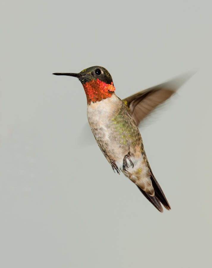 Ruby-throated Hummingbird in Flight Photograph by Lara Ellis