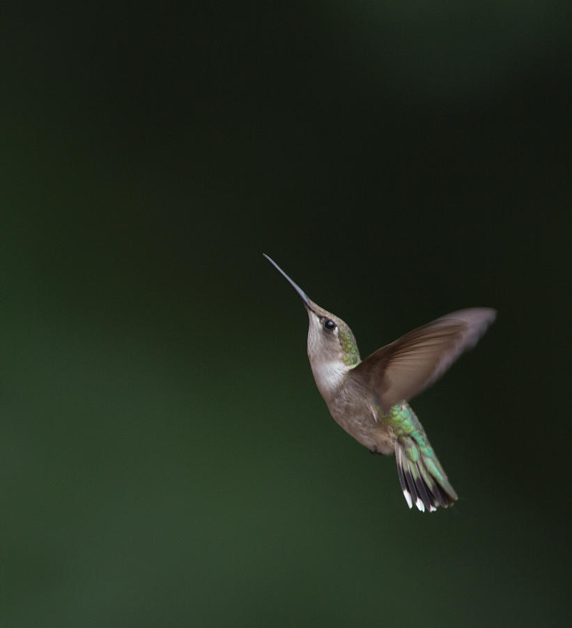 Ruby Throated Hummingbird Photograph by Jack Nevitt