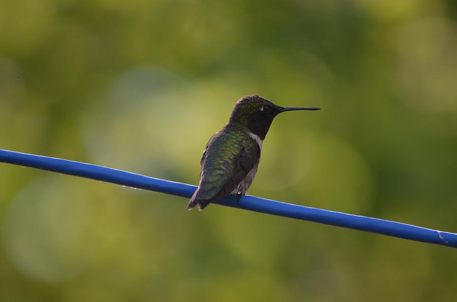 Ruby-throated Hummingbird Photograph by James Petersen