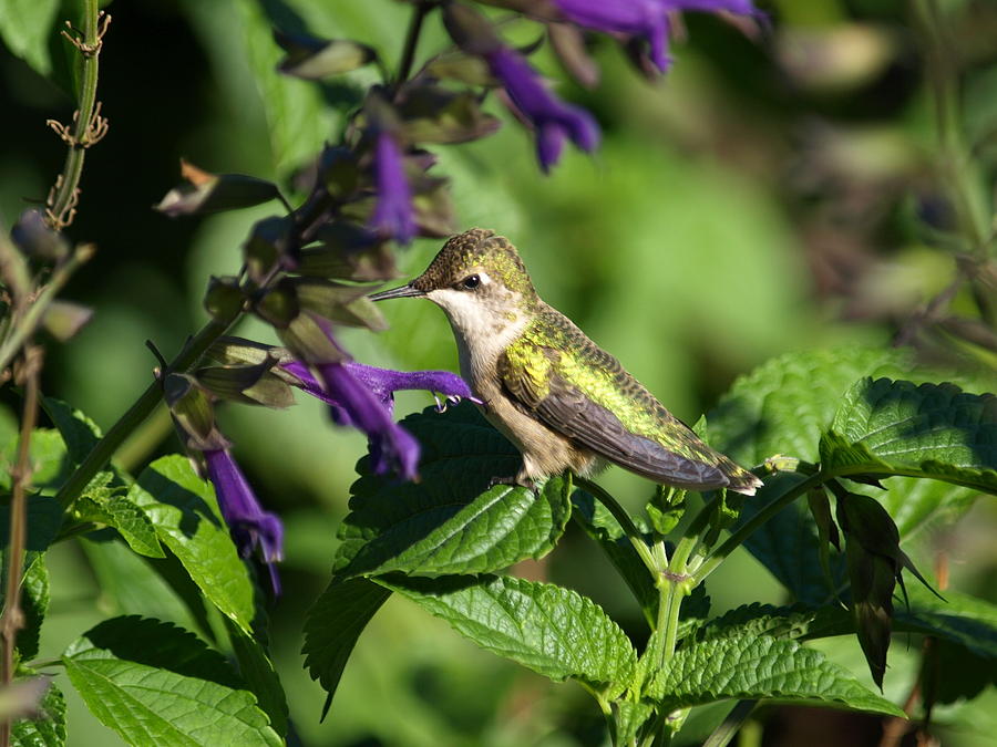 Ruby-Throated Hummingbird Photograph by Melissa Peterson