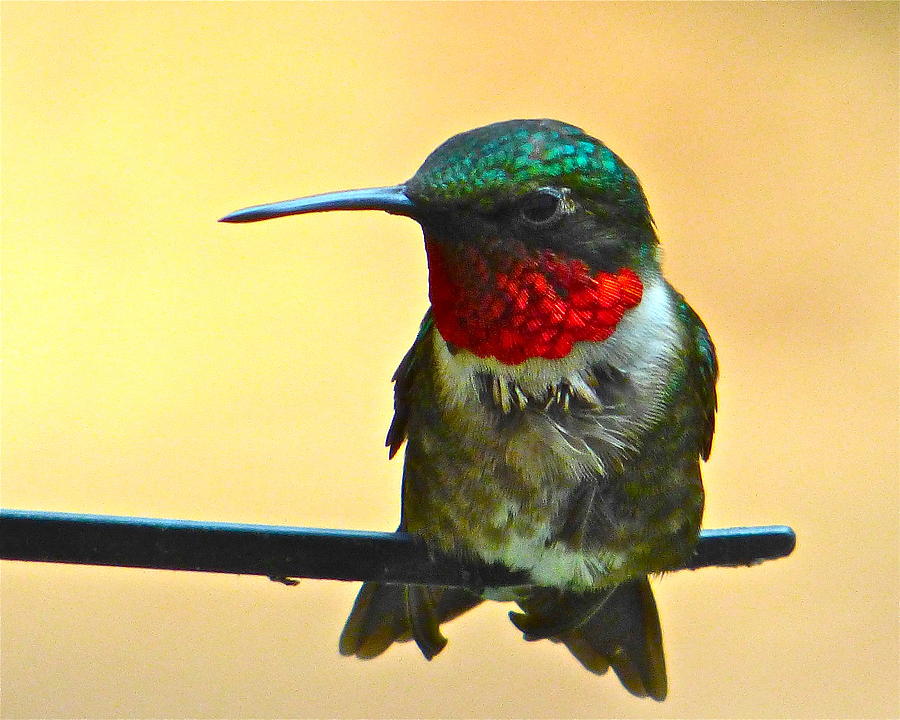 Ruby-Throated Hummingbird Photograph by Jean Wright
