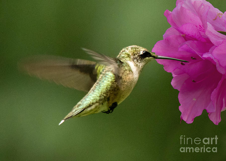 Ruby Throated Hummingbird Photograph by Jemmy Archer