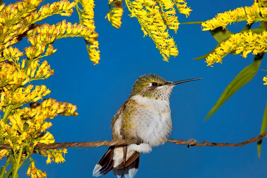 Hummingbird Photograph - Ruby Throated Hummingbird by John Absher