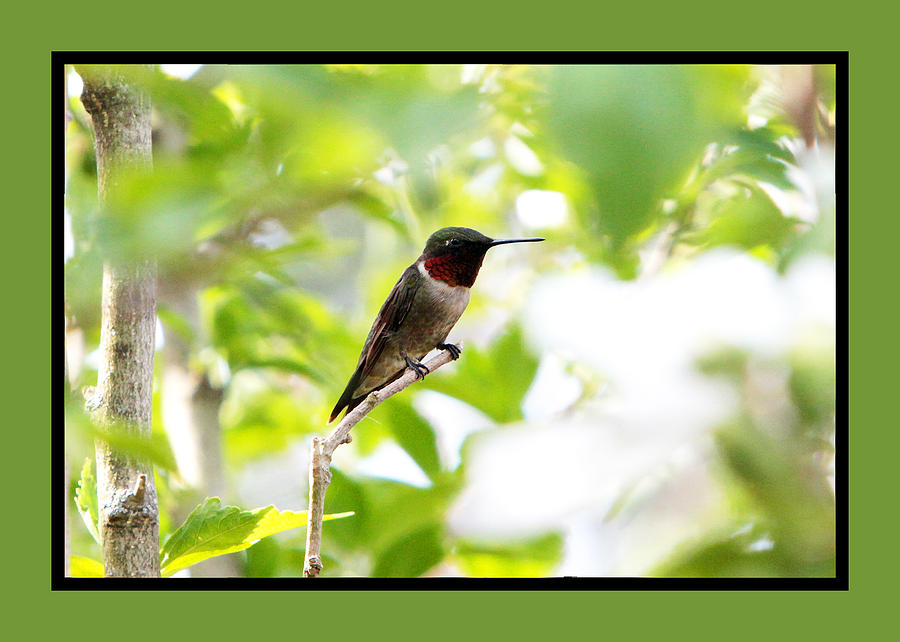Ruby Throated Hummingbird Photograph by John Freidenberg