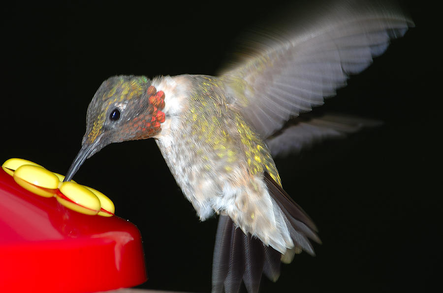 Ruby-throated Hummingbird Photograph by John W. Bova