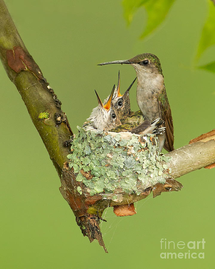 Ruby Photograph - Ruby-throated Hummingbird by Joshua Clark Ruby Photograph - Ruby-throated Hummingbird by Joshua Clark