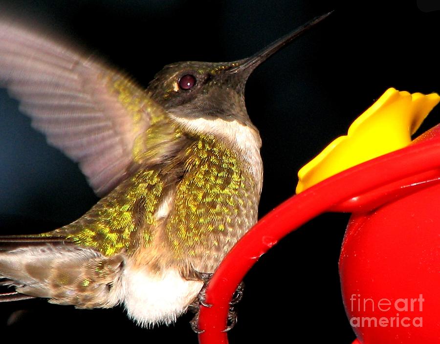 Ruby-Throated Hummingbird landing on feeder Photograph by Rose Santuci-Sofranko