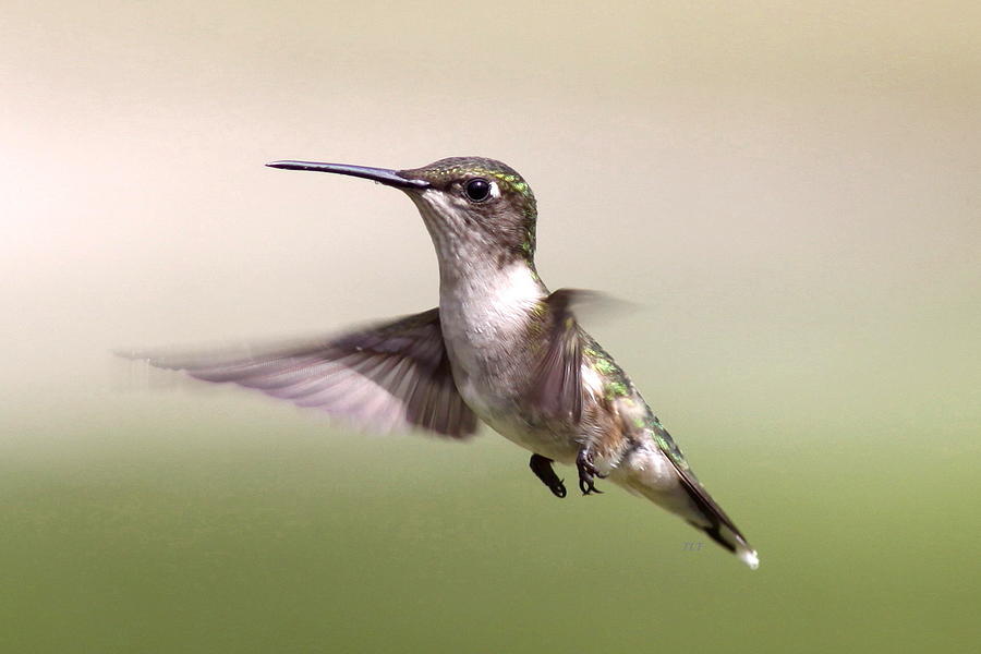 Ruby-throated Hummingbird - Little Lady Photograph by Travis Truelove