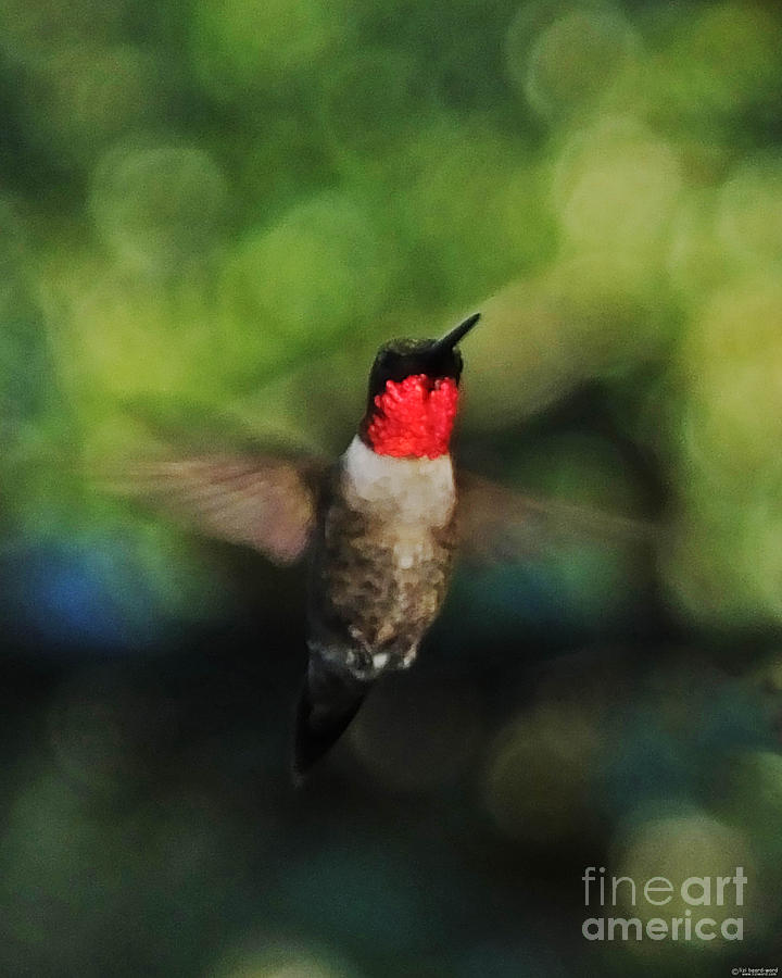 Ruby Throated Hummingbird Hovering Photograph by Lizi Beard-Ward