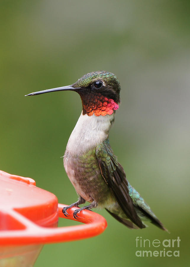 Ruby-throated Hummingbird Male 11702-1 Photograph by Robert E Alter Reflections of Infinity
