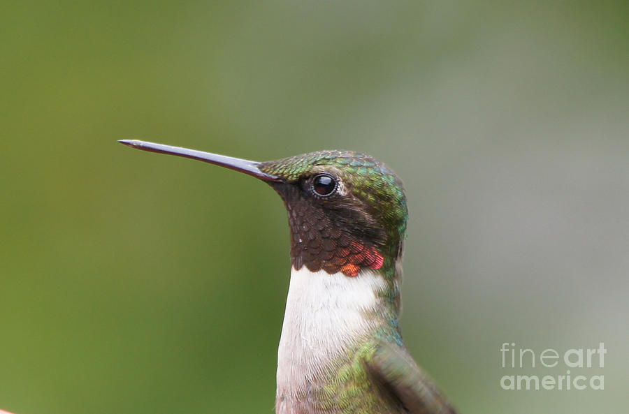 Hummingbird Photograph - Ruby-throated Hummingbird Male 11704-1 by Robert E Alter Reflections of Infinity