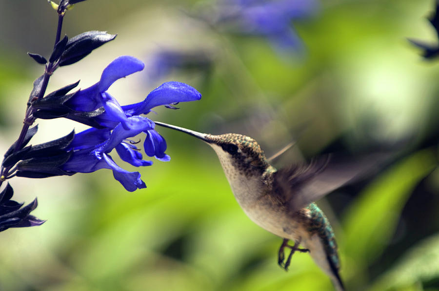 Ruby-throated Hummingbird Photograph by Maria Mosolova/science Photo Library