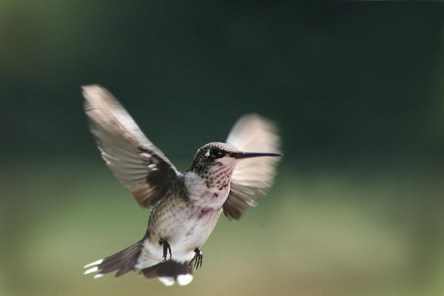 Ruby Throated Hummingbird Mid-Air Photograph by Kathy Clark