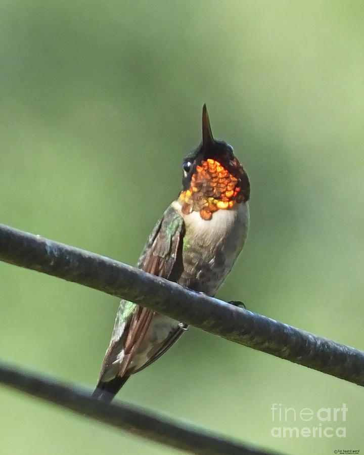 Ruby Throated Hummingbird  Perched on Wire Photograph by Lizi Beard-Ward