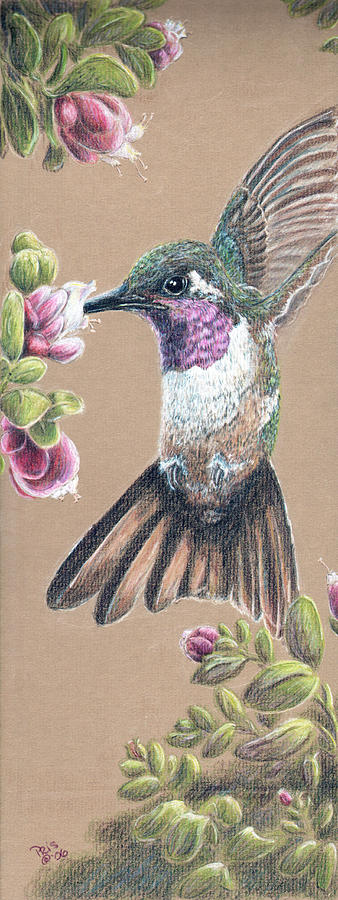 Ruby Throated Hummingbird Drawing by Pris Hardy