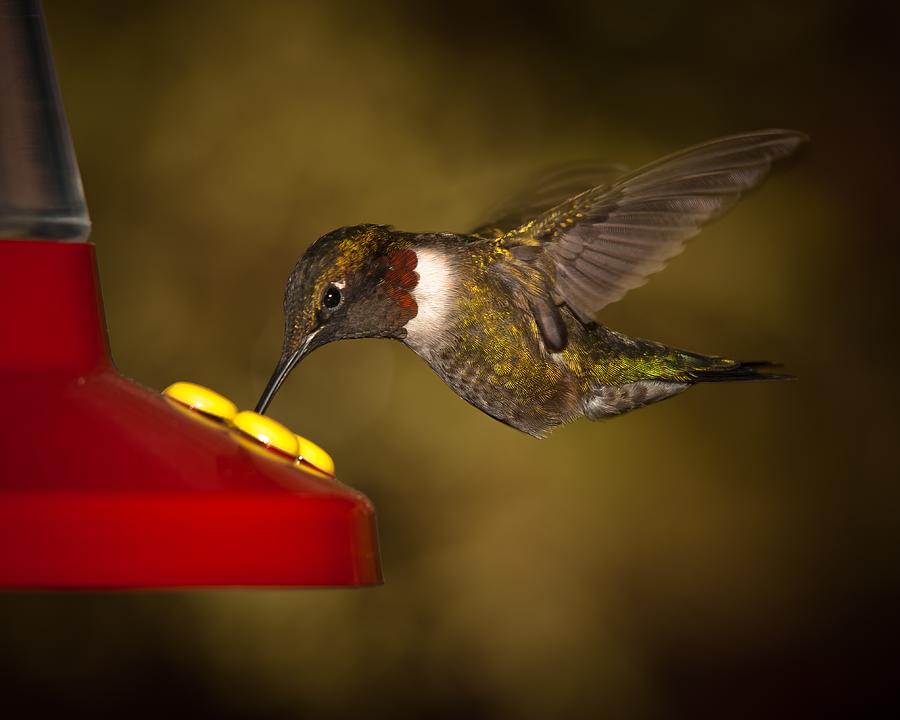 Ruby Throated Hummingbird Photograph by Robert L Jackson