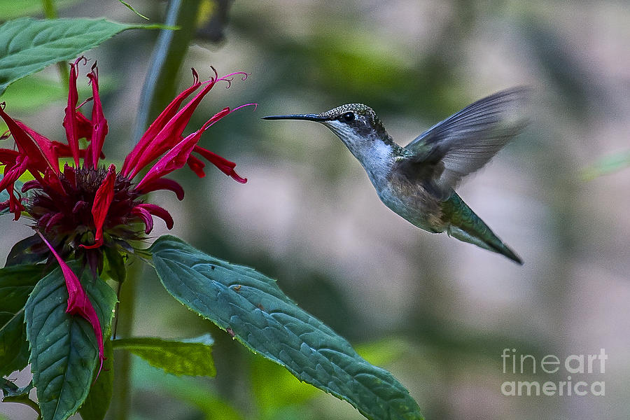 Ruby Throated Hummingbird Photograph by Ronald Lutz