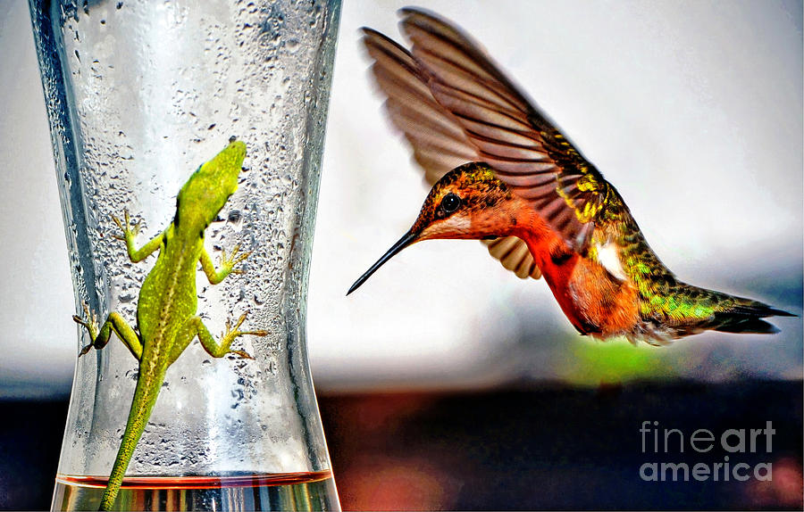 Ruby-throated Hummingbird Photograph by Savannah Gibbs