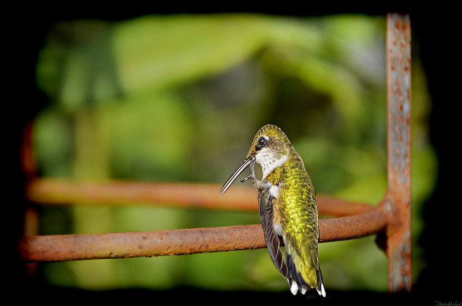 Ruby Throated Hummingbird Photograph by Steven Michael