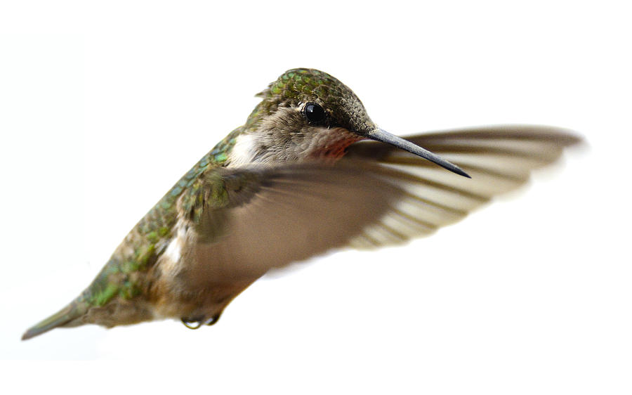 Ruby Throated Hummingbird Photograph by Walt Sterneman
