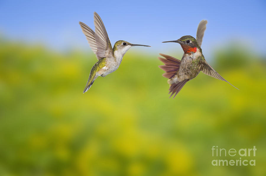 Ruby-throated Hummingbird Photograph by Wave Royalty Free