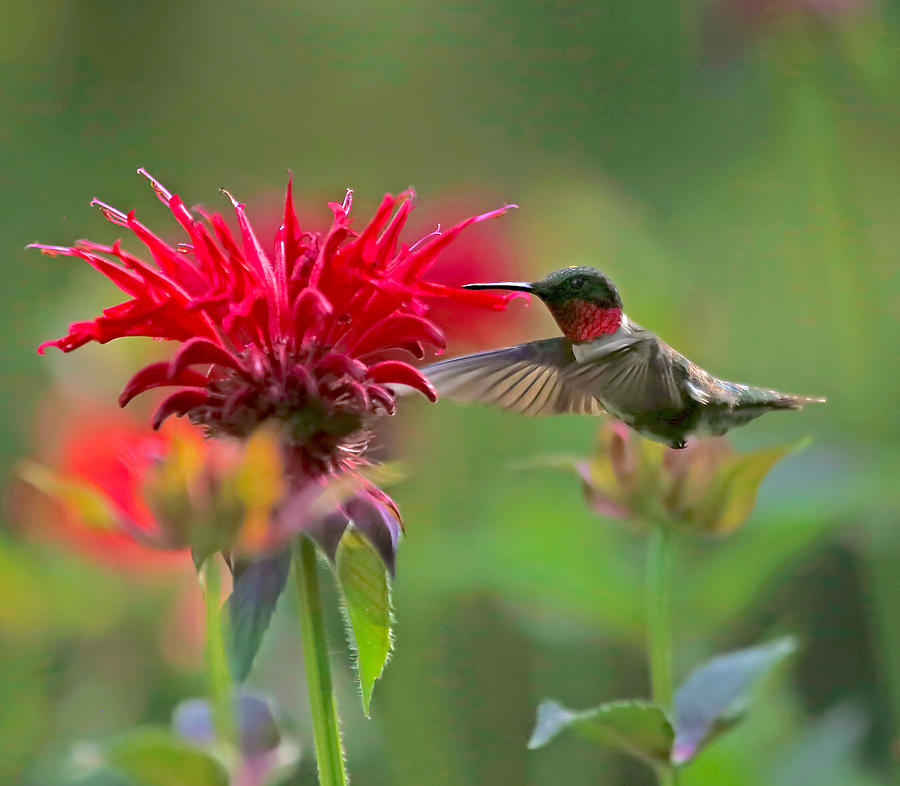 Ruby Throated Hummingbird With Beebalm Photograph by Clare VanderVeen
